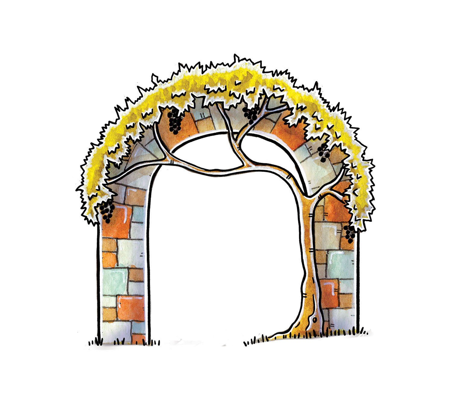 Illustration Vigne sur arche | Héloïse Gautier